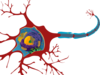 Neuron Clip Art