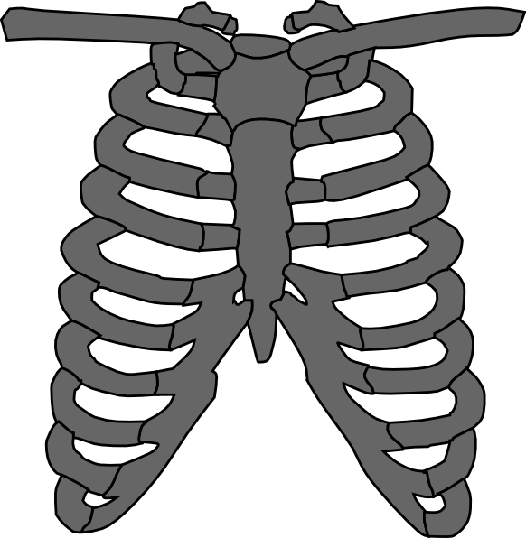 human ribs clipart - photo #18