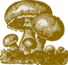 Mushroom Illustration Clip Art
