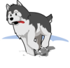 Husky Running In Snow Clip Art