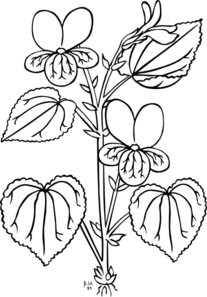 Viola Glabella Plant Clip Art