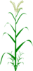 Grain Plant Without Roots Clip Art