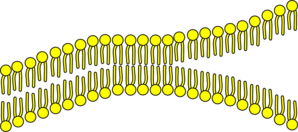 Cell Membrane Clip Art