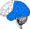 Brain Posterior Clip Art