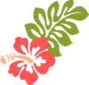 Coral Hibiscus Clip Art