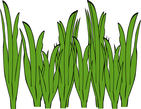 free clip art sea grass - photo #2