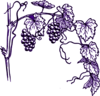 Purple Grape Vine Clip Art