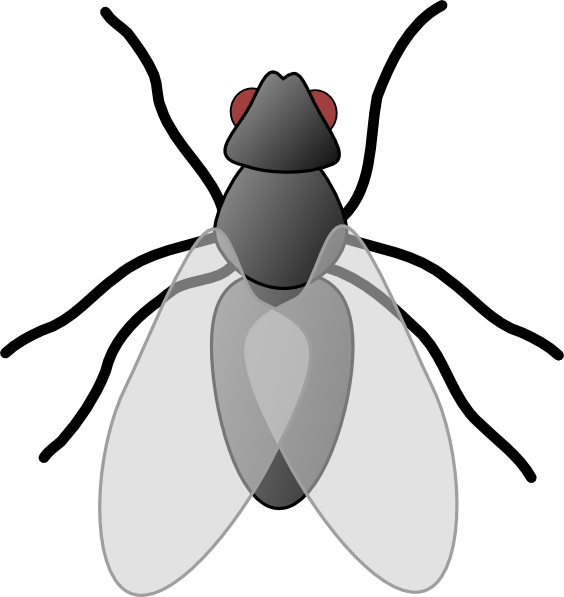 clipart of house fly - photo #11