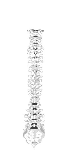 free clip art human spine - photo #8