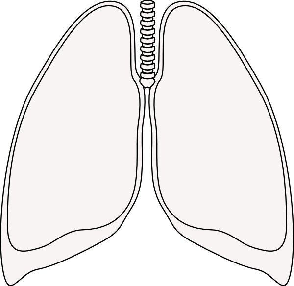 lungs clipart vector - photo #9