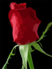 Rose Clip Art