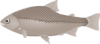 Gray Fish Clip Art