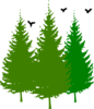 3 Pinetrees With Birds  Clip Art