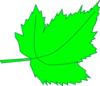 Green Maple Clip Art