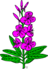 Ku Epilobium Angustifolium Clip Art