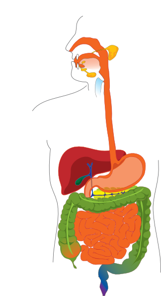 digestive system clipart