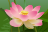 Pink Lotus Flower Clip Art