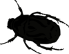 Beetle  Clip Art