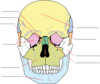 Skull 1 Clip Art