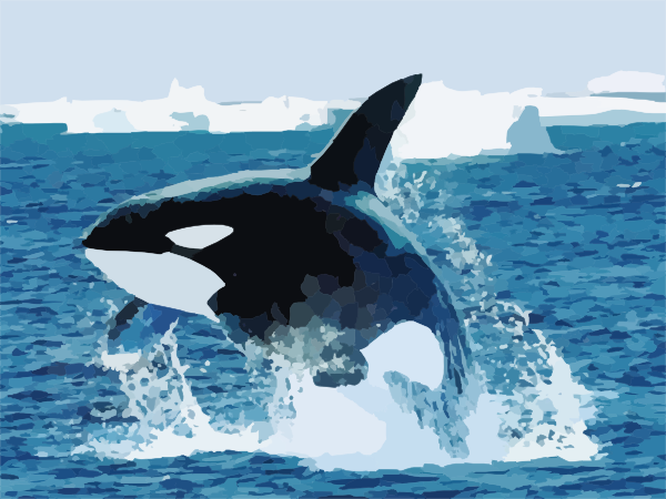 Shamu Killer Whale clip art