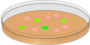 Orange Petri Dish With Pink And Green Bacterial Colonies Clip Art