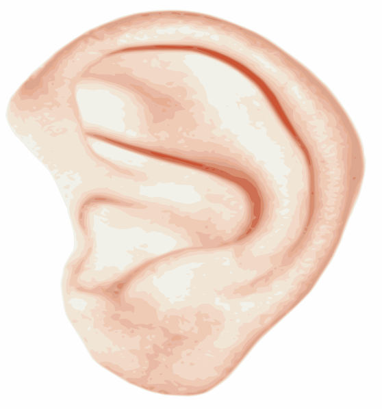 human ear clipart - photo #35