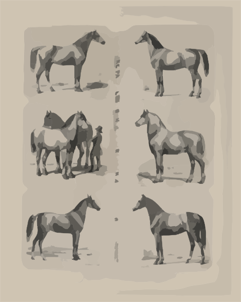 breeds of horses. Principal Breeds Of Horses