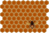 Bee On Honeycomb Clip Art