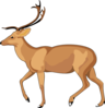 Antelope Clip Art