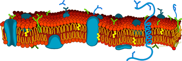 cell-membrane-transport-assignment-mind-map