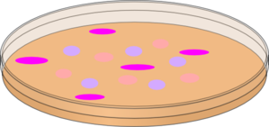 Orange Petri Dish With Mixed Cells Clip Art