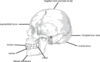 Location Of Features On Hominins Clip Art