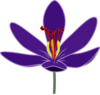 Purple Crocus Blossom Clip Art