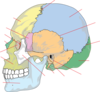 Skull 1 Clip Art