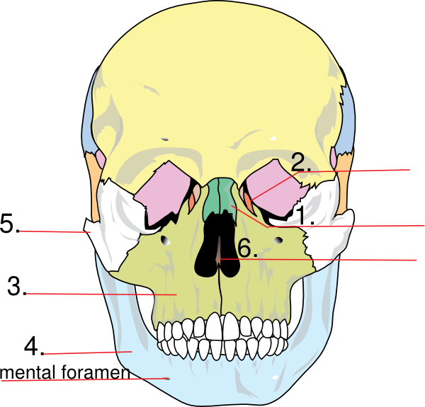free download facial bones free download facial bones