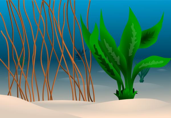 underwater plants clipart - photo #3