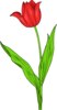 Red Tulip Clip Art
