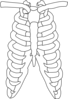 Rib Cage Clip Art