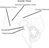 Brain Inside View 2 Clip Art