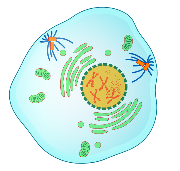 animal cell prophase. Prophase clip art