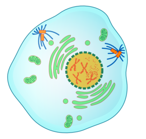 prophase