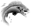 Jumping Fish Clip Art