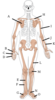 Appendicular Skeleton Quiz Diagram Clip Art