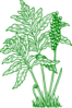 Fern Clip Art