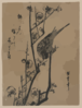 Bush Warbler On A Plum Branch. Clip Art