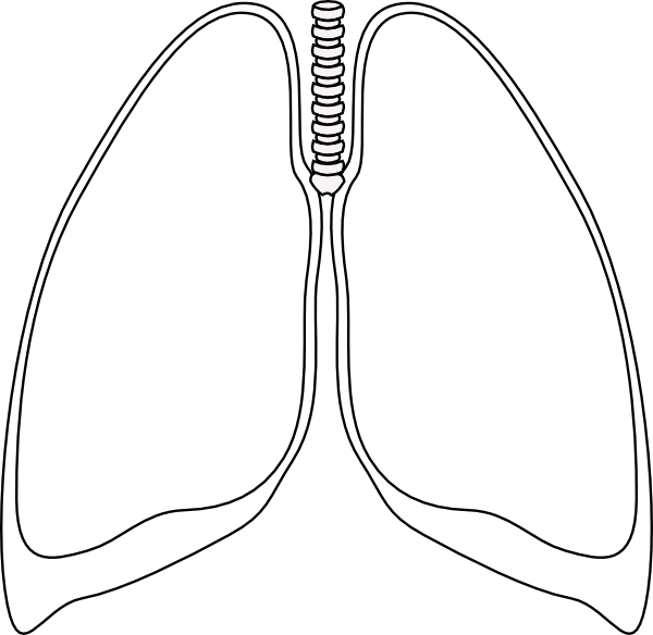 clipart human lungs - photo #27
