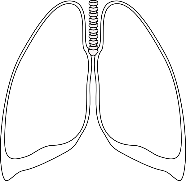 lungs clipart vector - photo #23