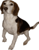 Beagle Medium Version Clip Art