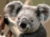 http://www.clker.com/cliparts/R/9/M/M/j/X/koala-th.png