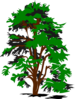 Green Brown Tree Clip Art